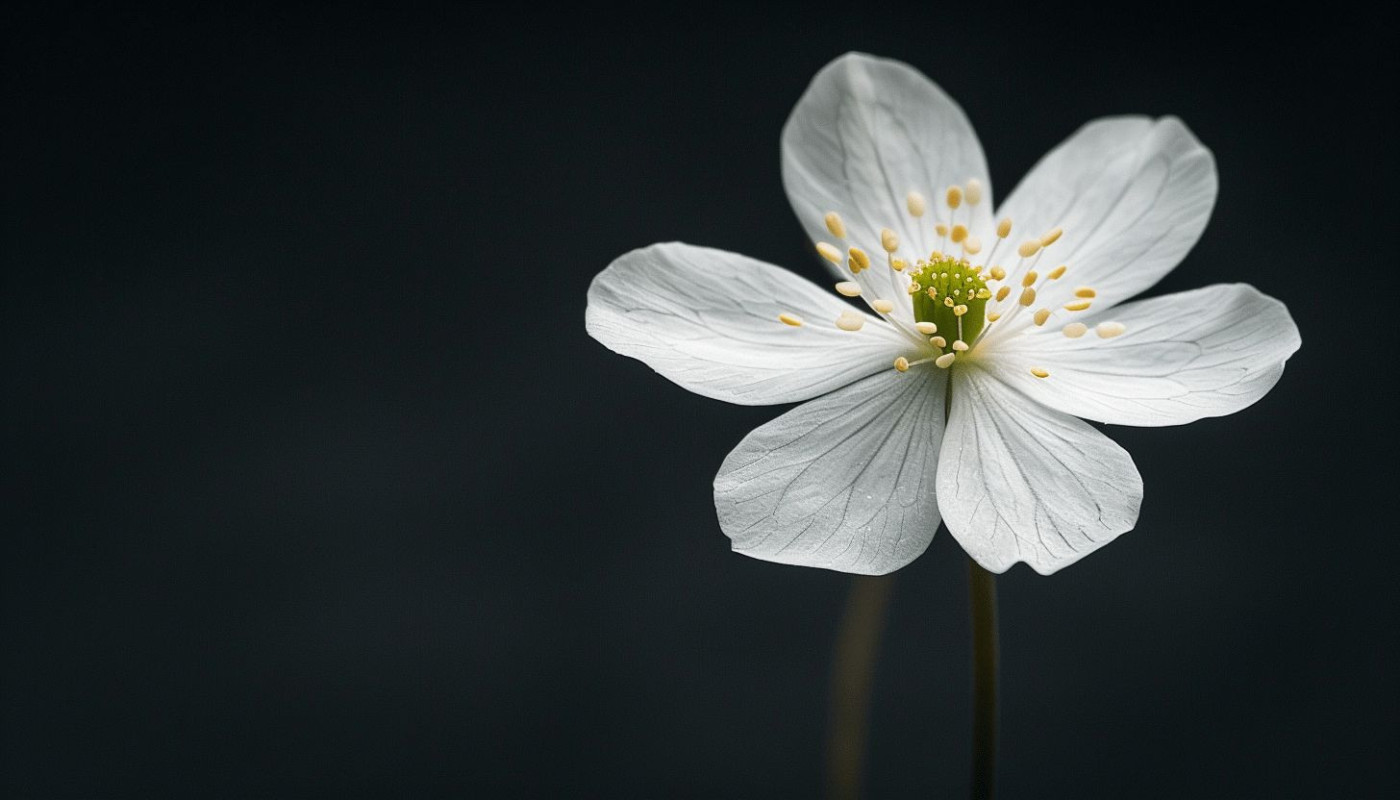 Unveiling the beauty of minimalist photography how simplicity reigns in modern visual storytelling